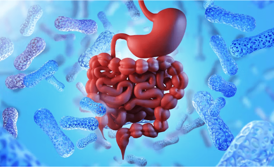 gut health